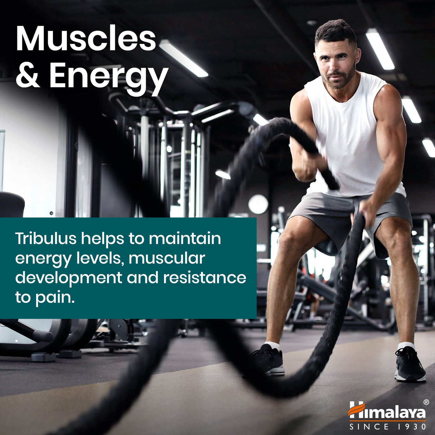 Himalaya Organic Tribulus (Gokshura)-2