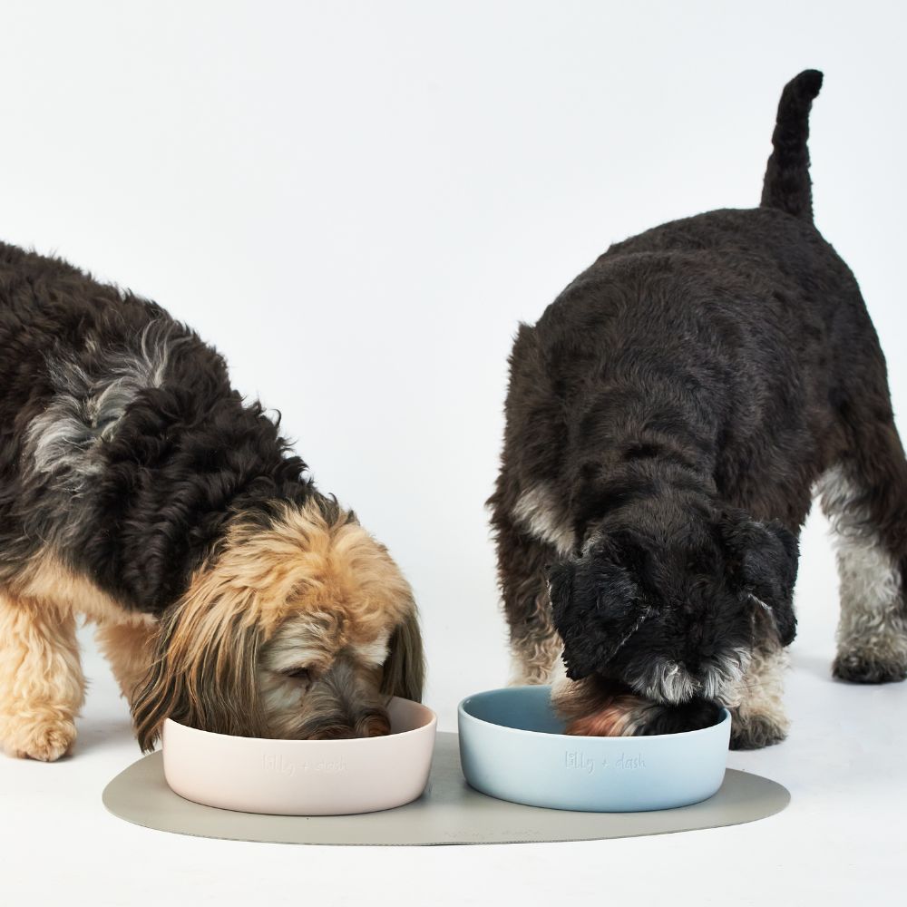 Gamelles pour animaux de compagnie