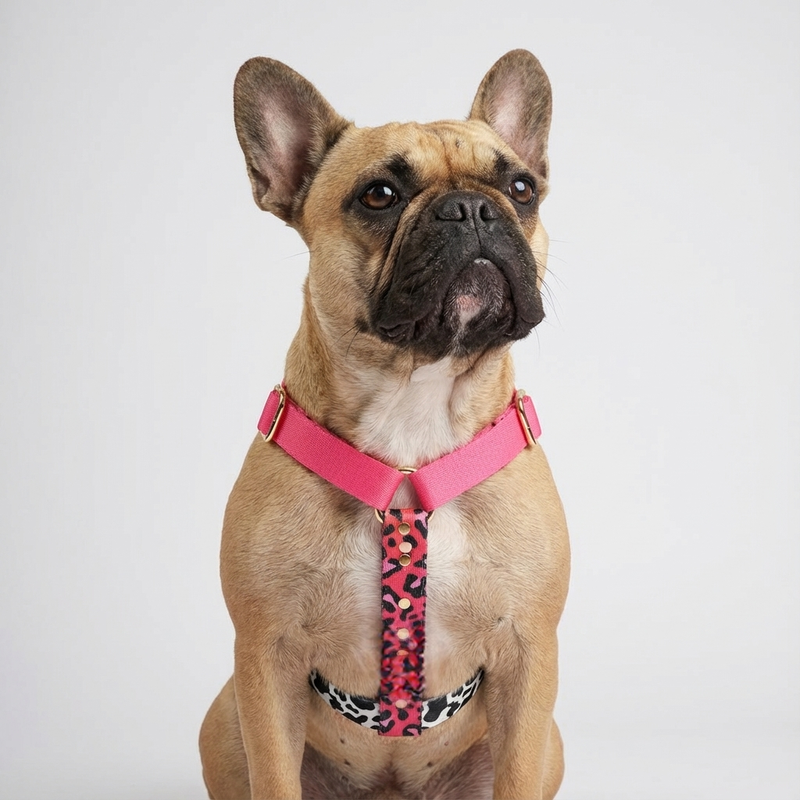 Harnais pour chien CandyMix