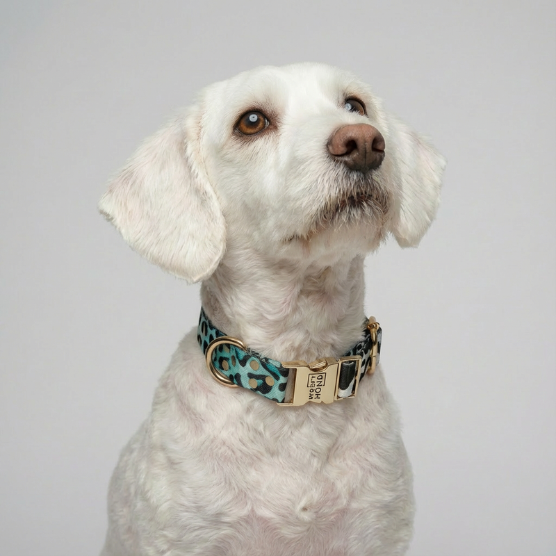 Collier Aqua Camo
