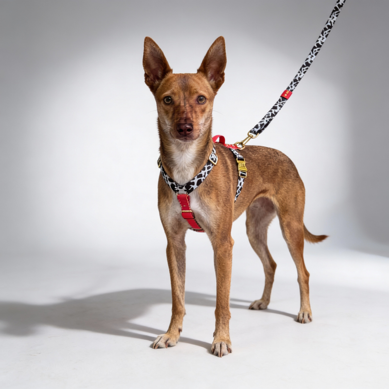 Harnais pour chien rouge